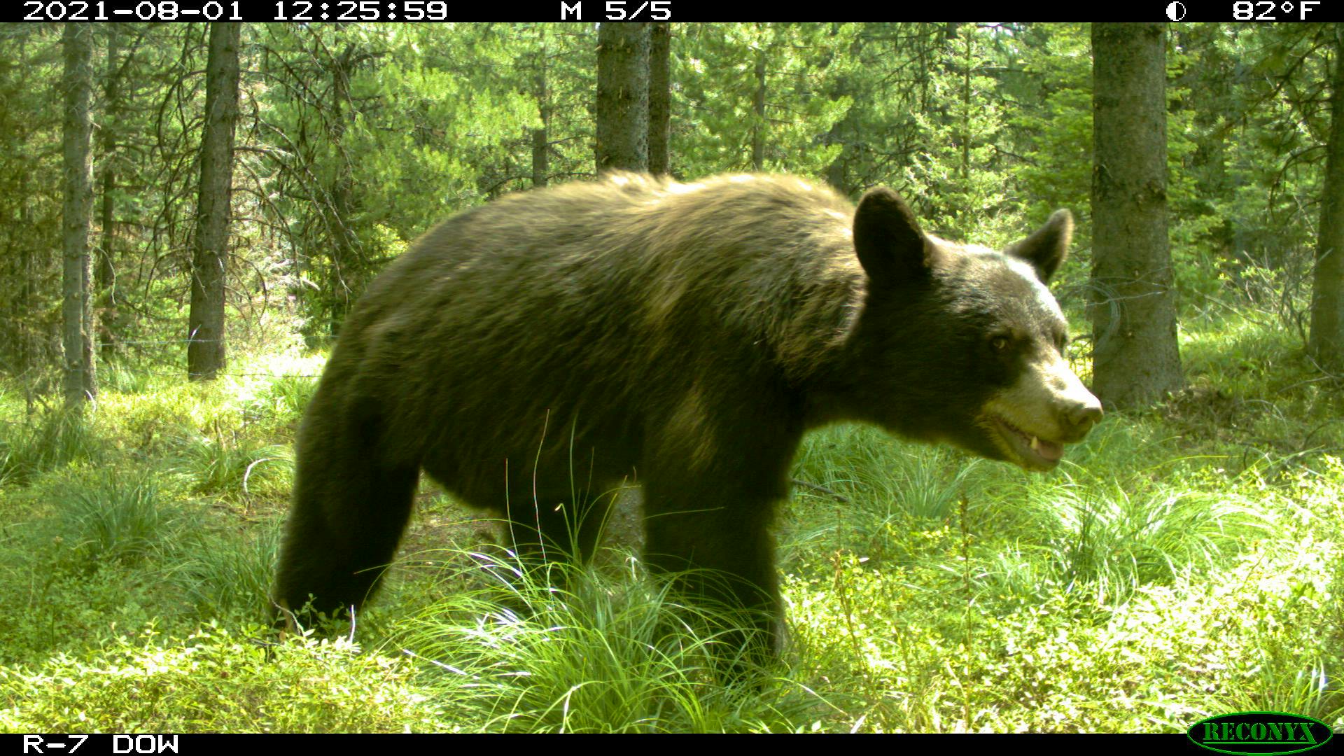 2021.09.08 - Black Bear - Bitterroot Trail Cam - DOW.JPG